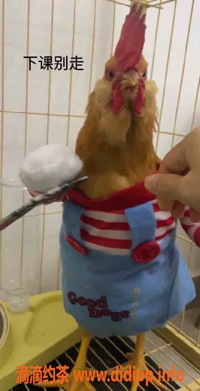 深圳楼凤-福田小仙女，1500元起，服务超棒！