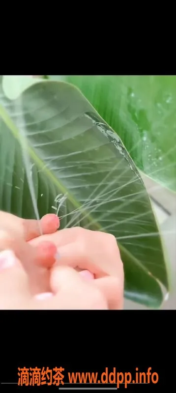 广州上门服务资源信息,白云区30岁奶妈，38F巨乳上门服务