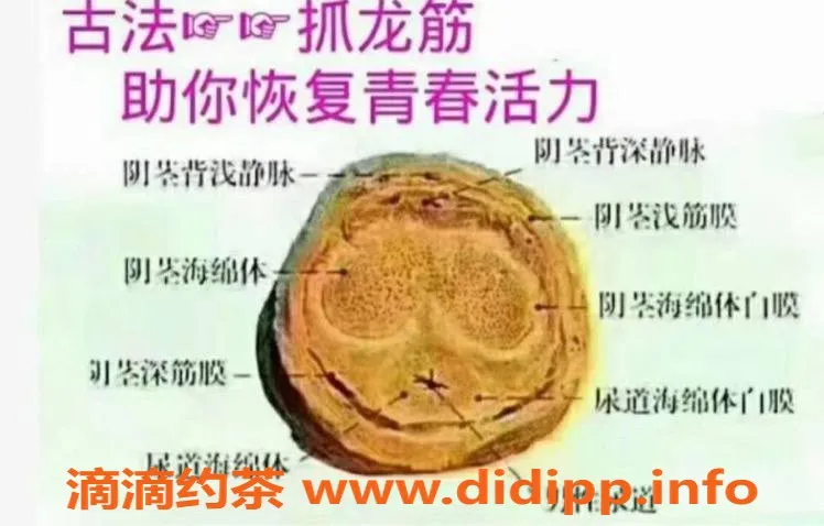 深圳抓龙筋资源信息,南山小研抓龙筋 600p等你来体验