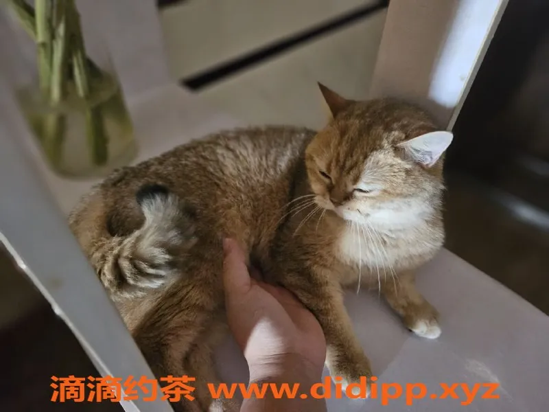 武汉楼凤资源信息,优优，年轻甜美女孩，服务超赞！